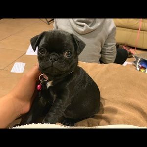 Meet your Posher, Daisy